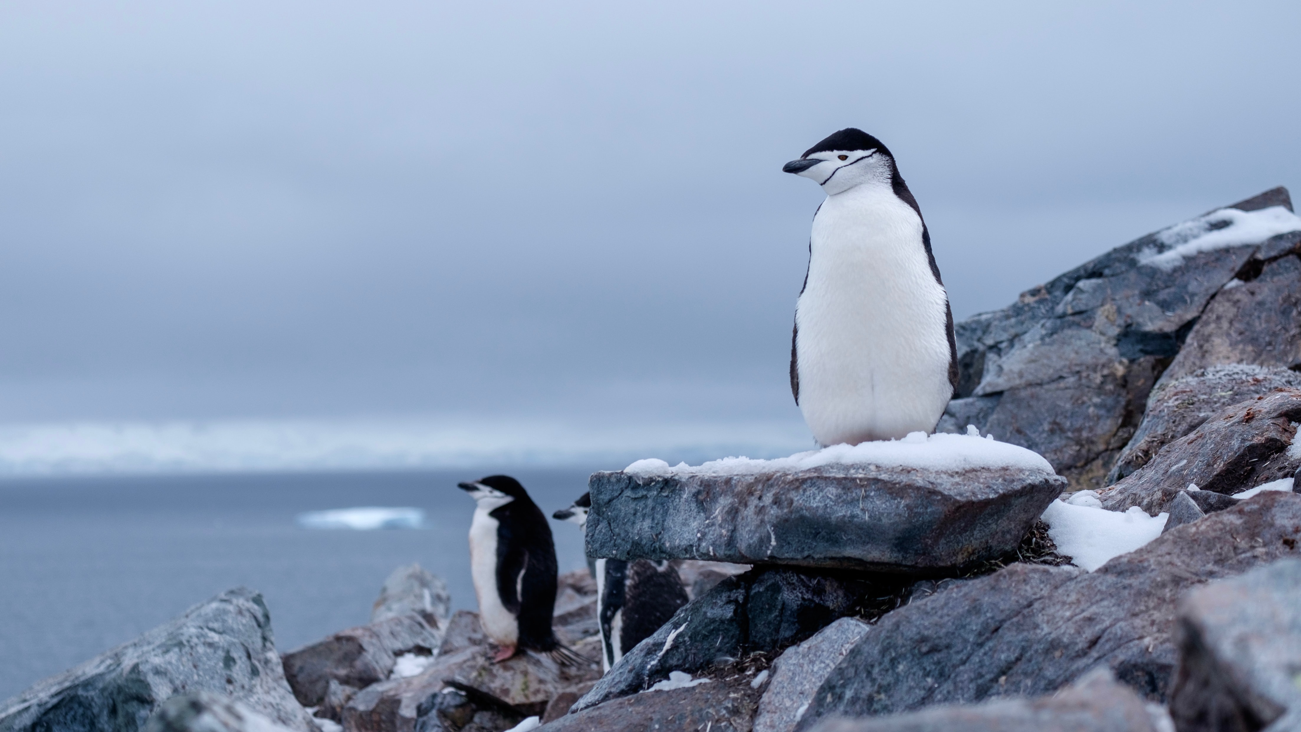 Penguins standing on grey rocks in Antarctica