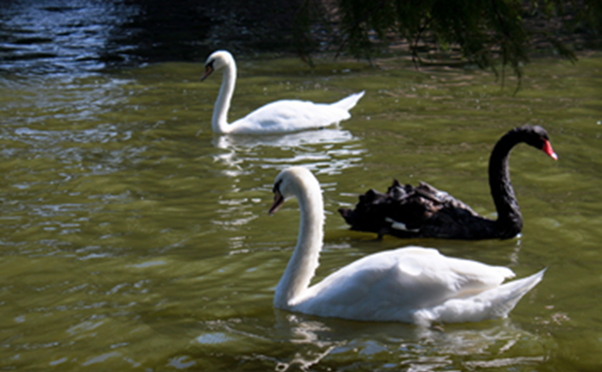 Two white swans swimming with a black swan swimming the opposite way