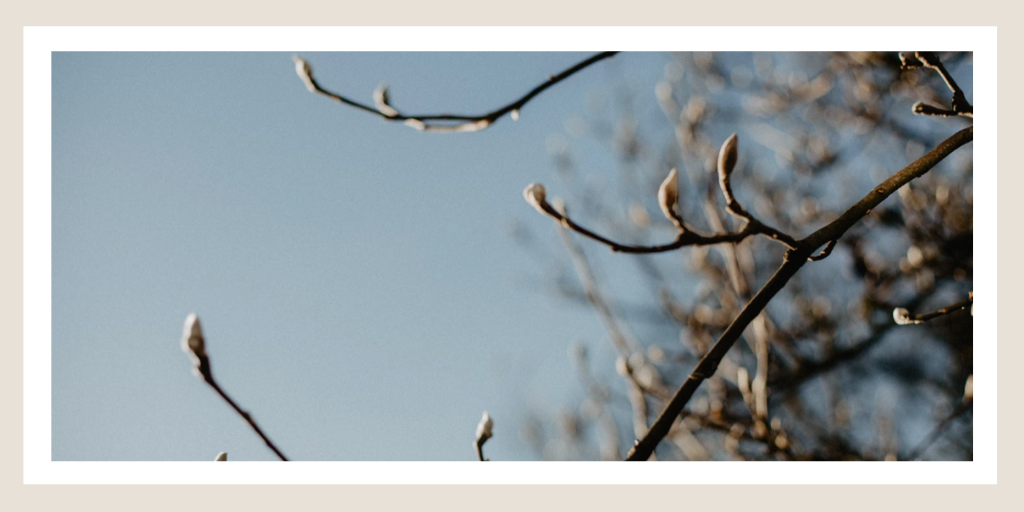 Cherry buds