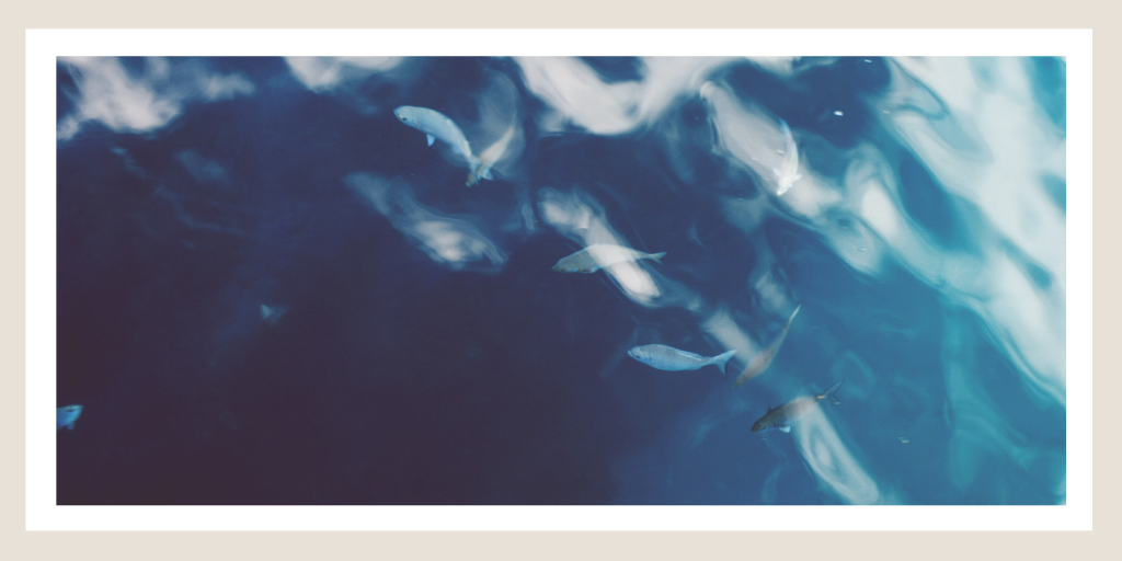 Fish through ripples