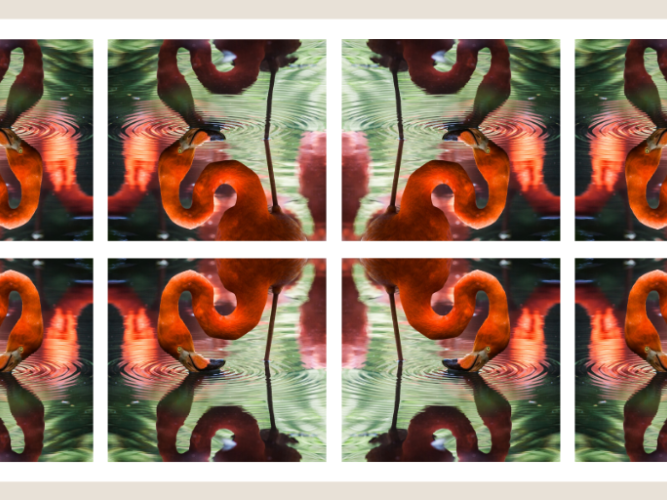 Flipped flamingoes