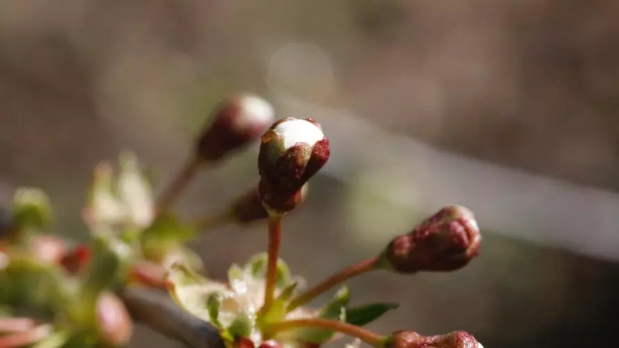 Buds of a cherry tree