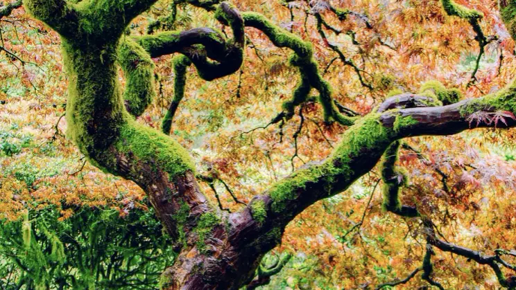Moss covered tree