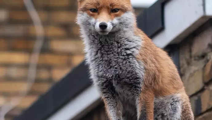 Urban fox