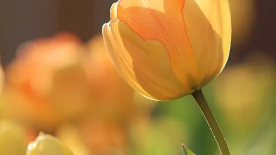 Yellow tulips