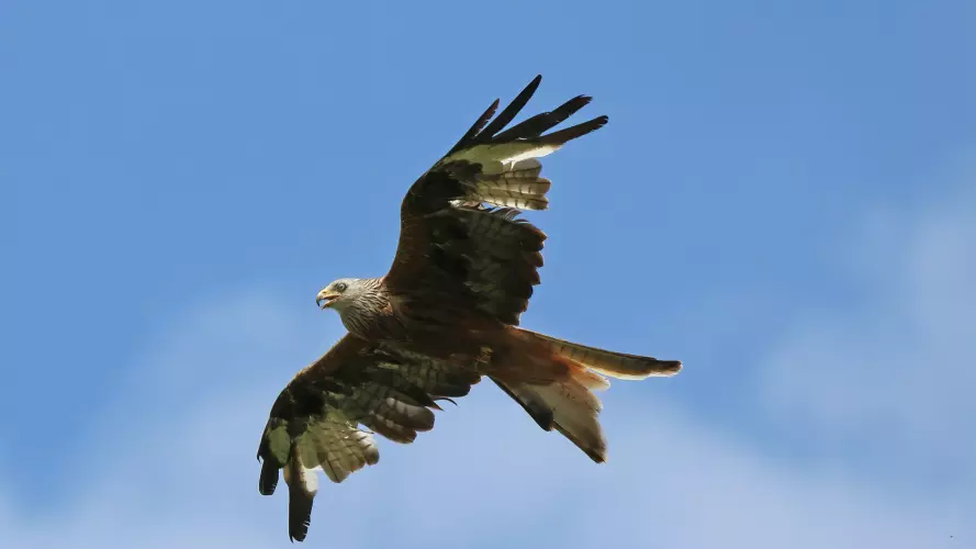 Red kite (Milvus milvus), Bernwood Meadows, Buckinghamshire