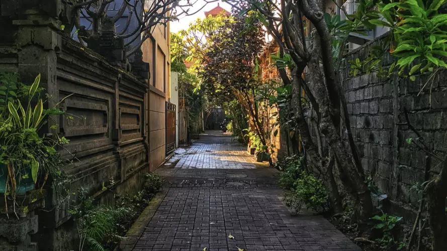 Empty street with plants