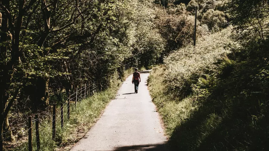 Person walking along tree-lined lane