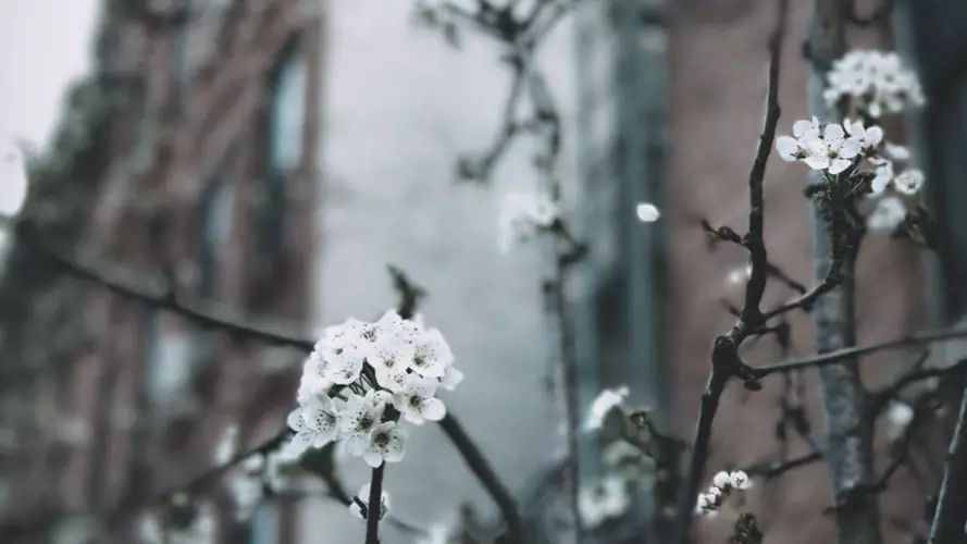 Cherry blossom