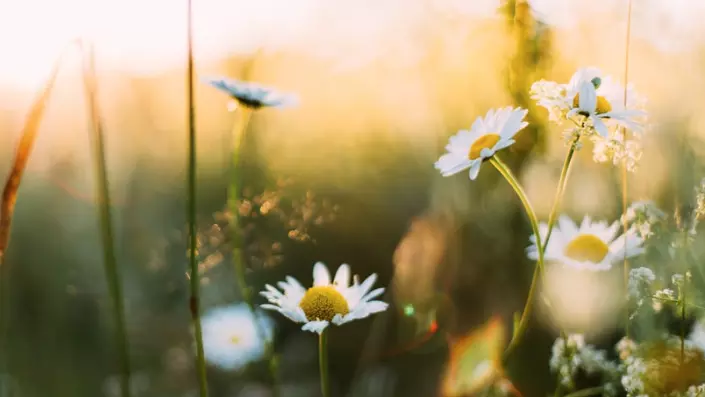 Daisies in grass