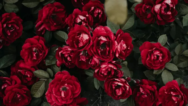 Red roses