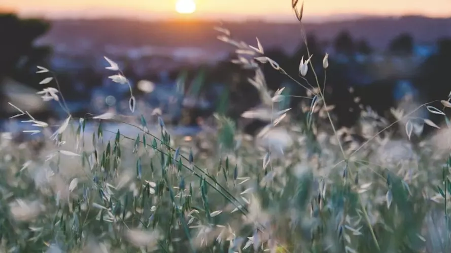Sunrise over grass seed heads