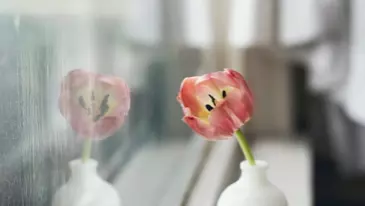 Flower reflected in window