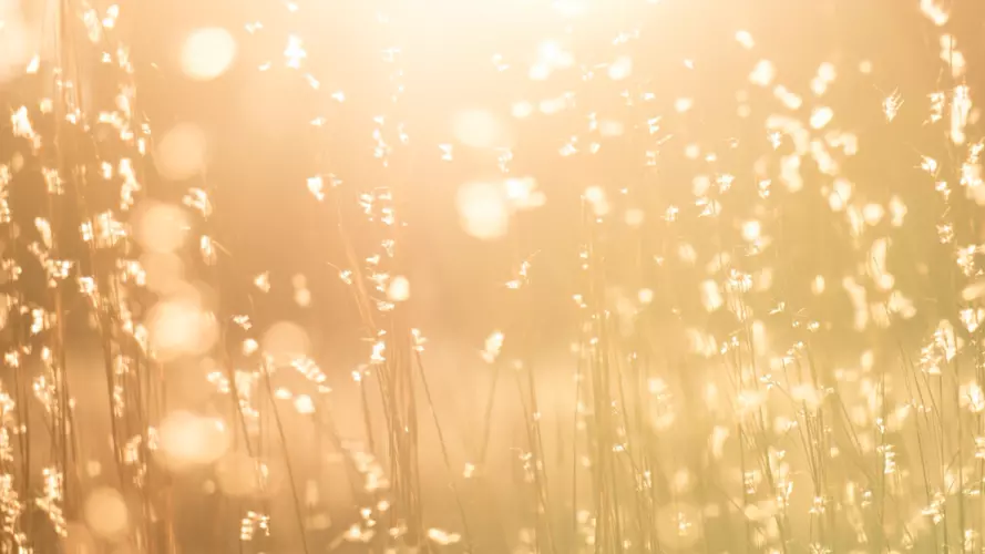 Sunlight