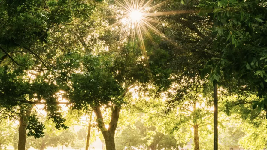 Sun shining through trees