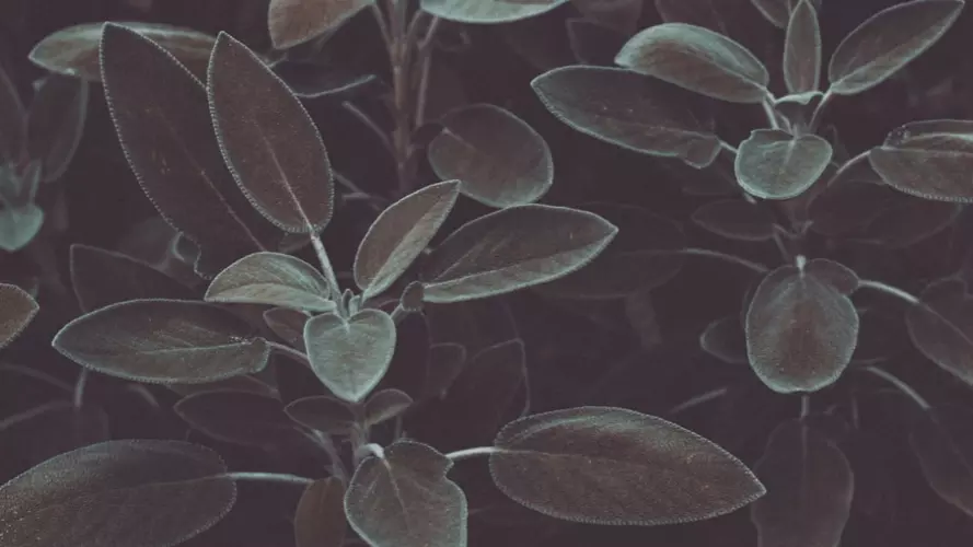 Sage
