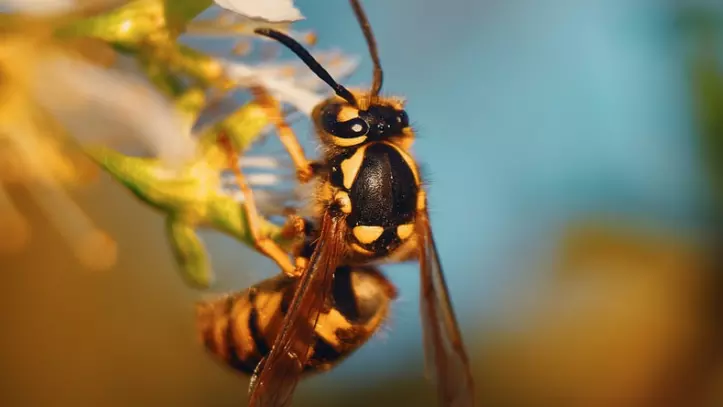 Wasp