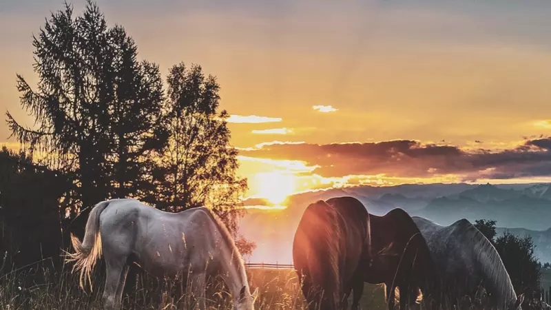 Horses