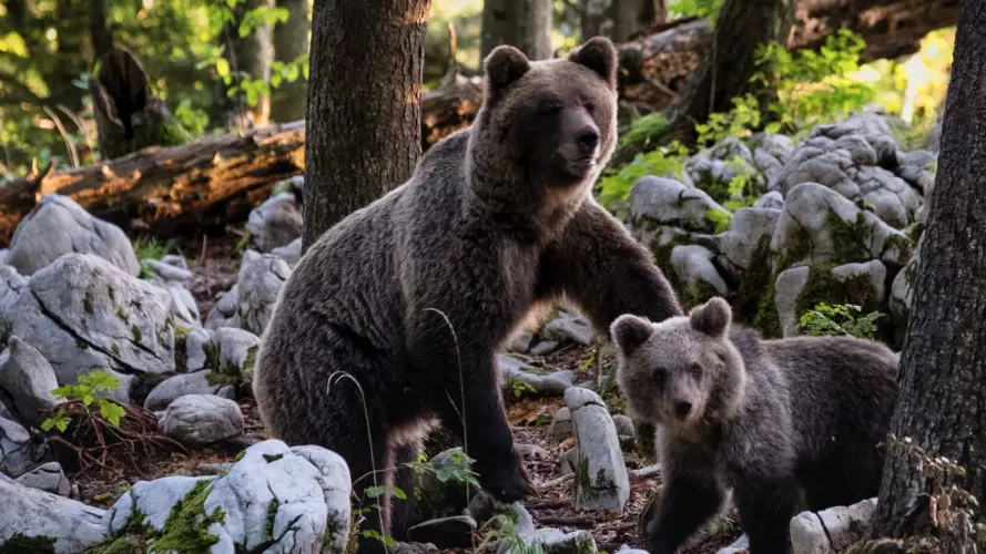 Two brown bears