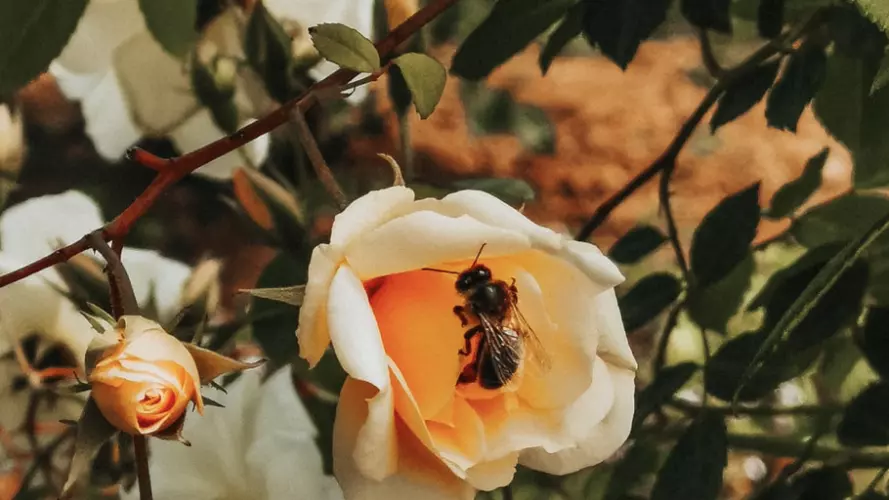 Bee in roses