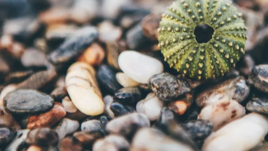 Sea Urchin on pebbles