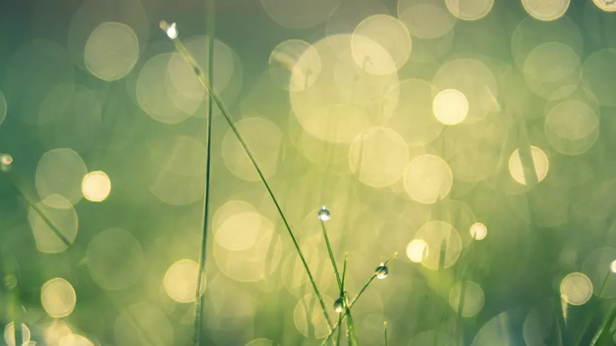 green grass with dew