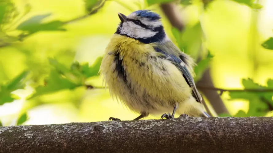 Garden bird on a branch