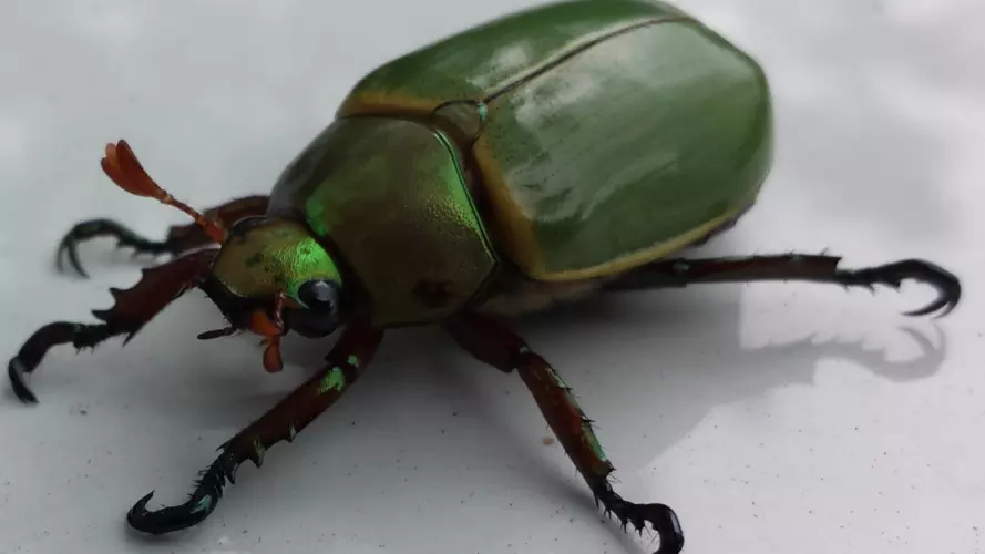 Green beetle