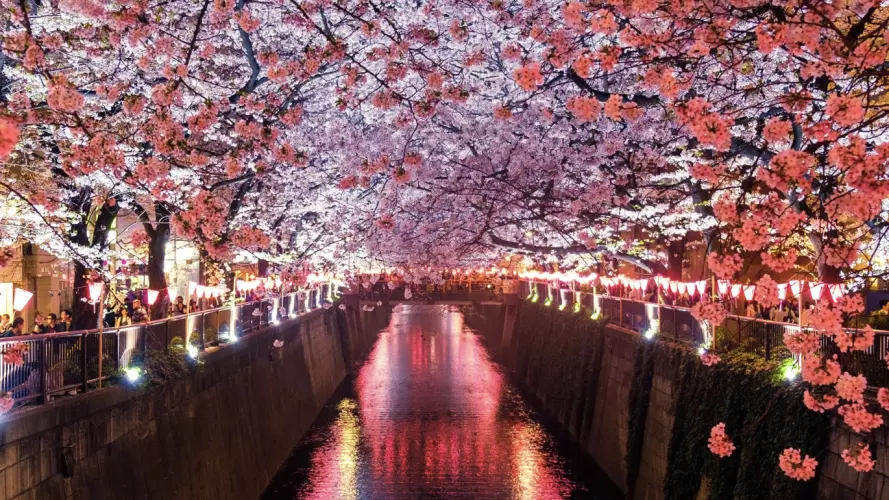 Cherry blossom in Japan