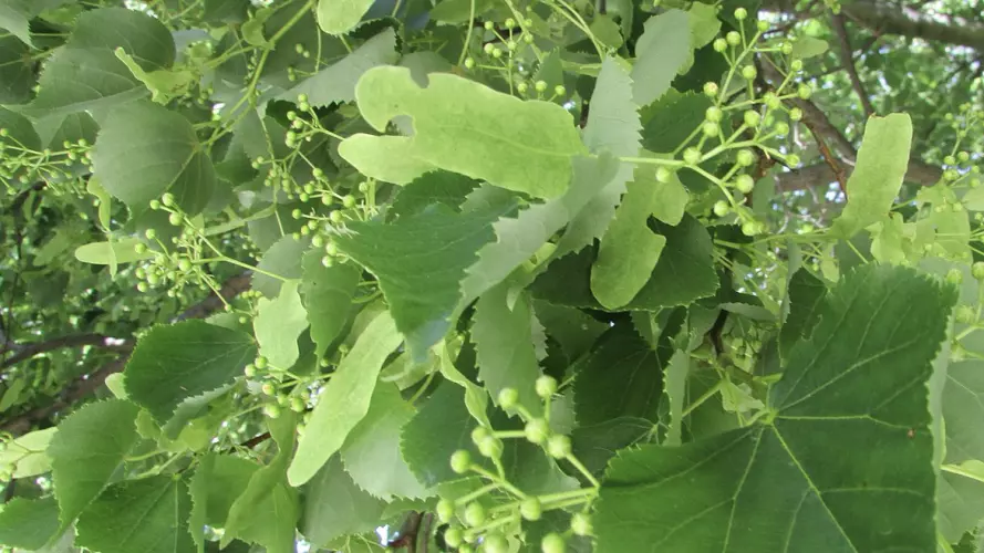 Linden Tree by Chris Light