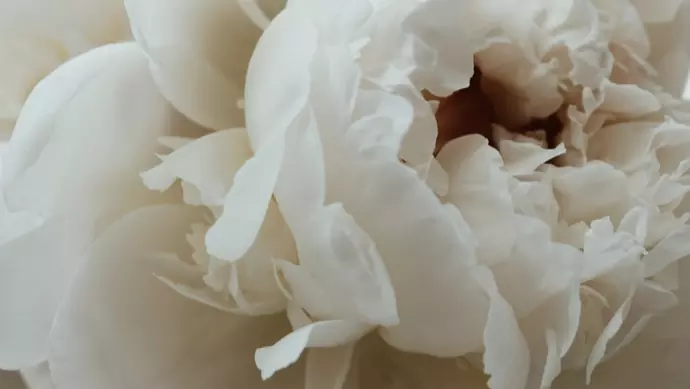 White peony