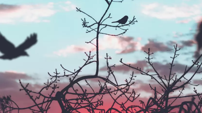 Birds at sunset
