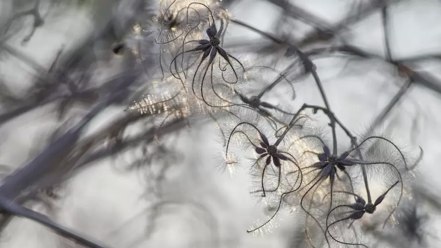 Seedheads