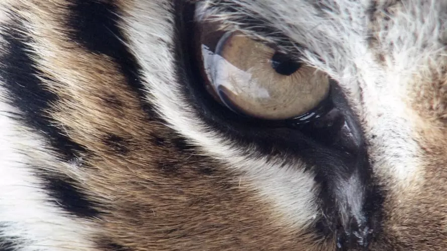Tiger eye