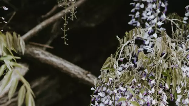 Wisteria