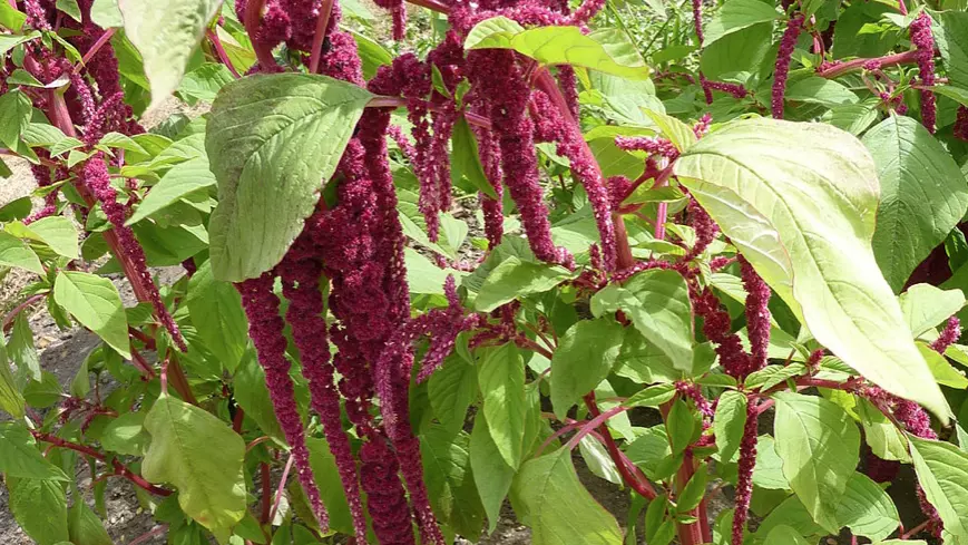 Love Lies Bleeding