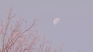 Morning moon