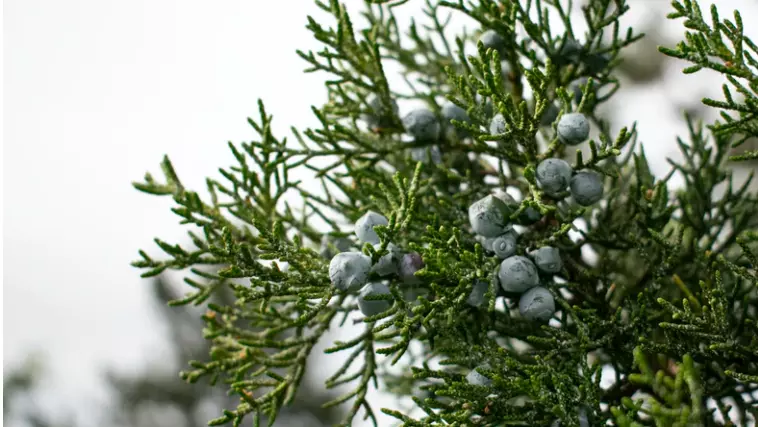 Juniper