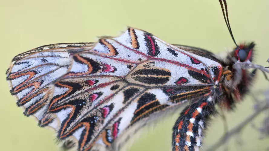 Moth