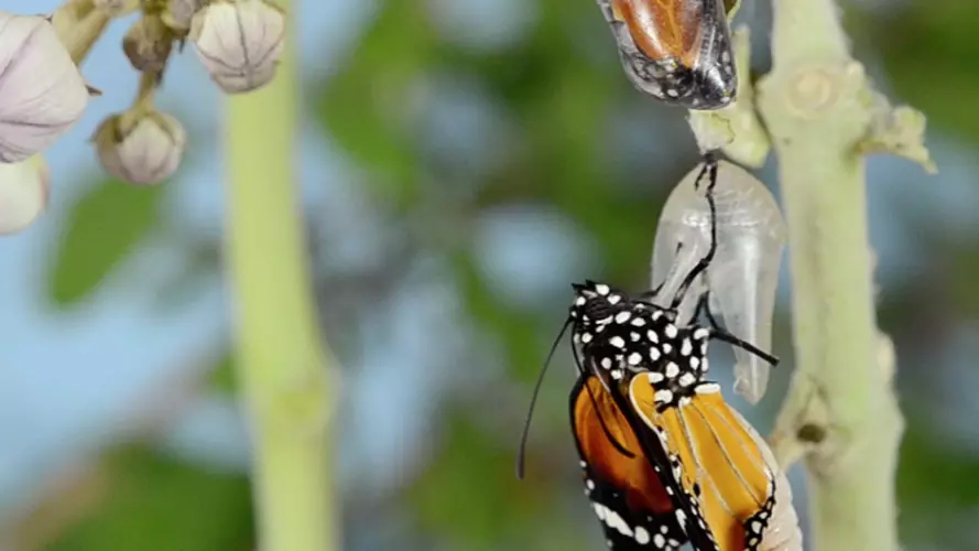 Butterfly and cocoon