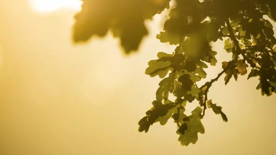 Sun shines through leaves