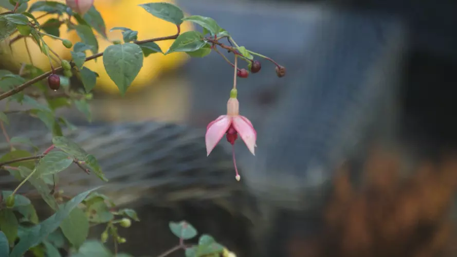 Pink fuchsia flower in garden