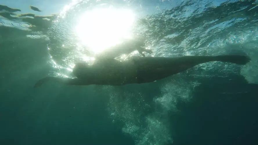Open water swimming
