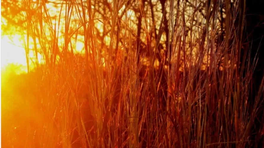 golden straw and grass against the sunset