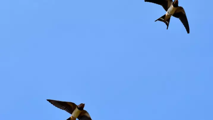 swallows