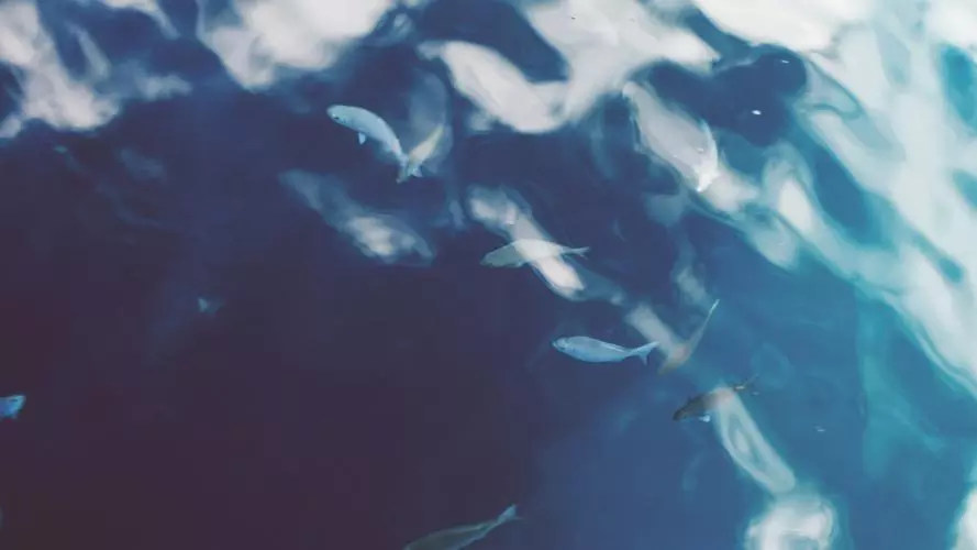 Fish through ripples