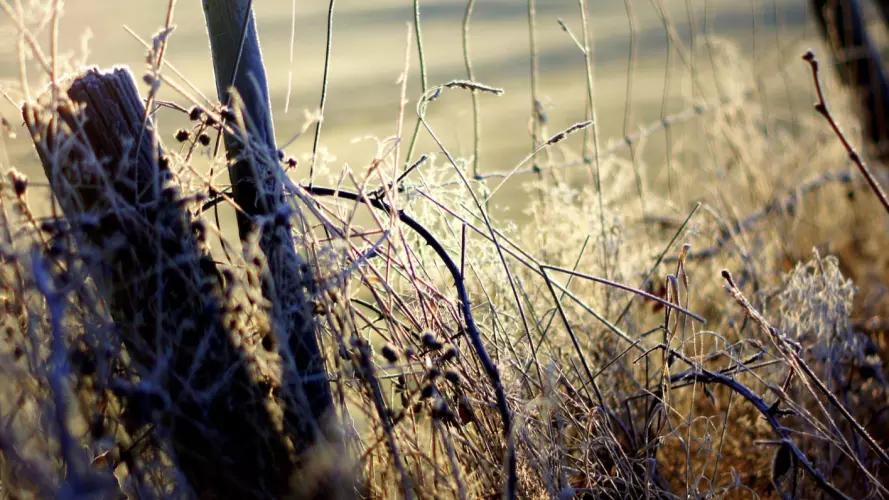 Border fence
