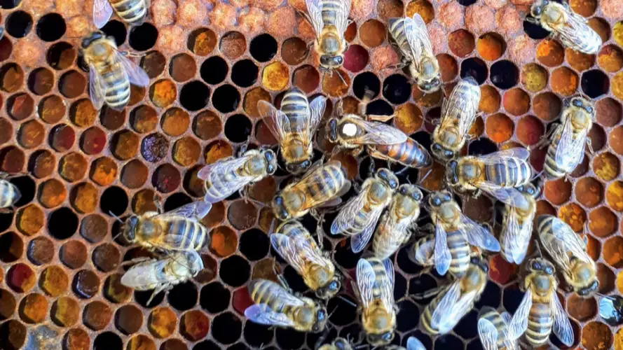 Bees on honeycomb