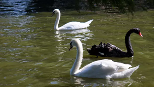 Two white swans swimming with a black swan swimming the opposite way