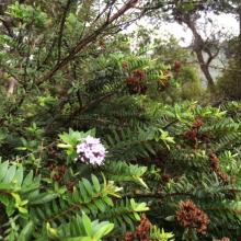 Wellington New Zealand botanical Gardens